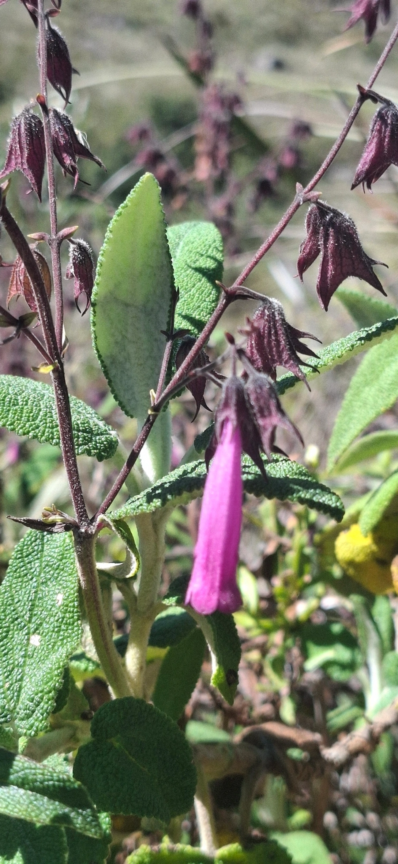 Lepechinia speciosa, plantas, fotografado em Engenheiro Passos