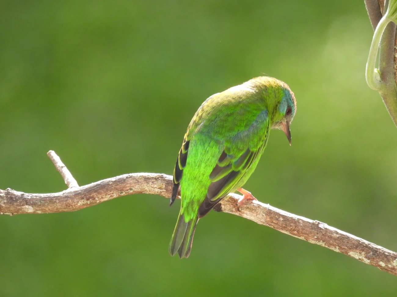 Saí-azul (Dacnis cayana), aves, fotografado em Maresias, São Sebastião