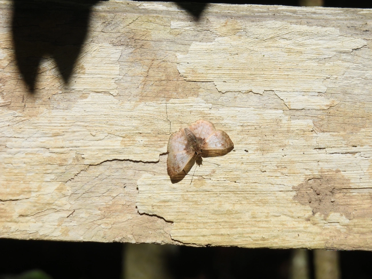 Canesia pallida, insetos, fotografado em Catuçaba, São Luíz do Paraitinga