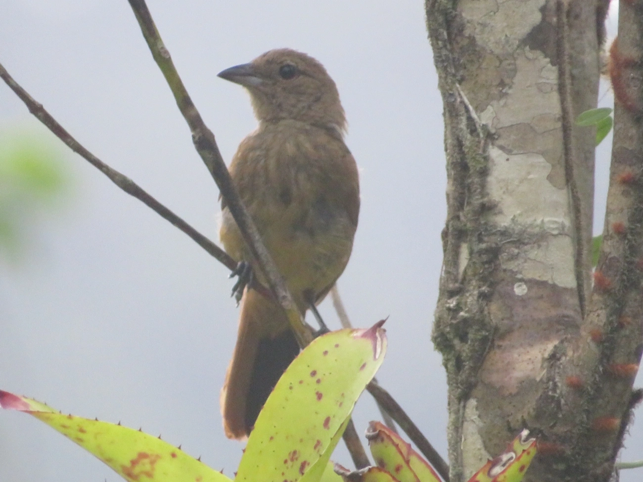 Tiê-preto (Tachyphonus coronatus), aves, fotografado em Maresias, São Sebastião