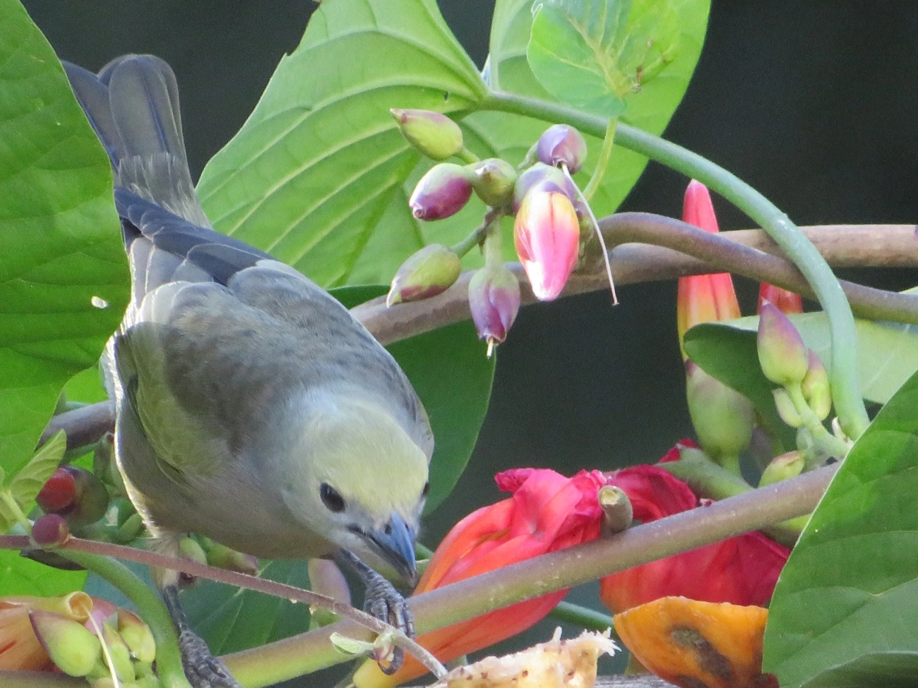 Sanhaço-do-coqueiro (Thraupis palmarum), aves, fotografado em Maresias, São Sebastião
