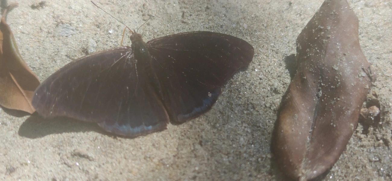 Monarcas (Nymphalidae), insetos, fotografado em Maresias, São Sebastião