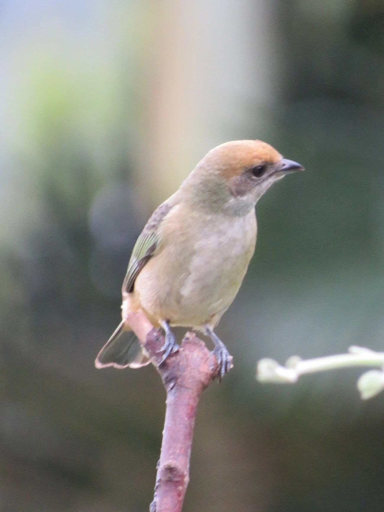 Saíra-amarela (Stilpnia cayana), aves, fotografado em Maresias, São Sebastião