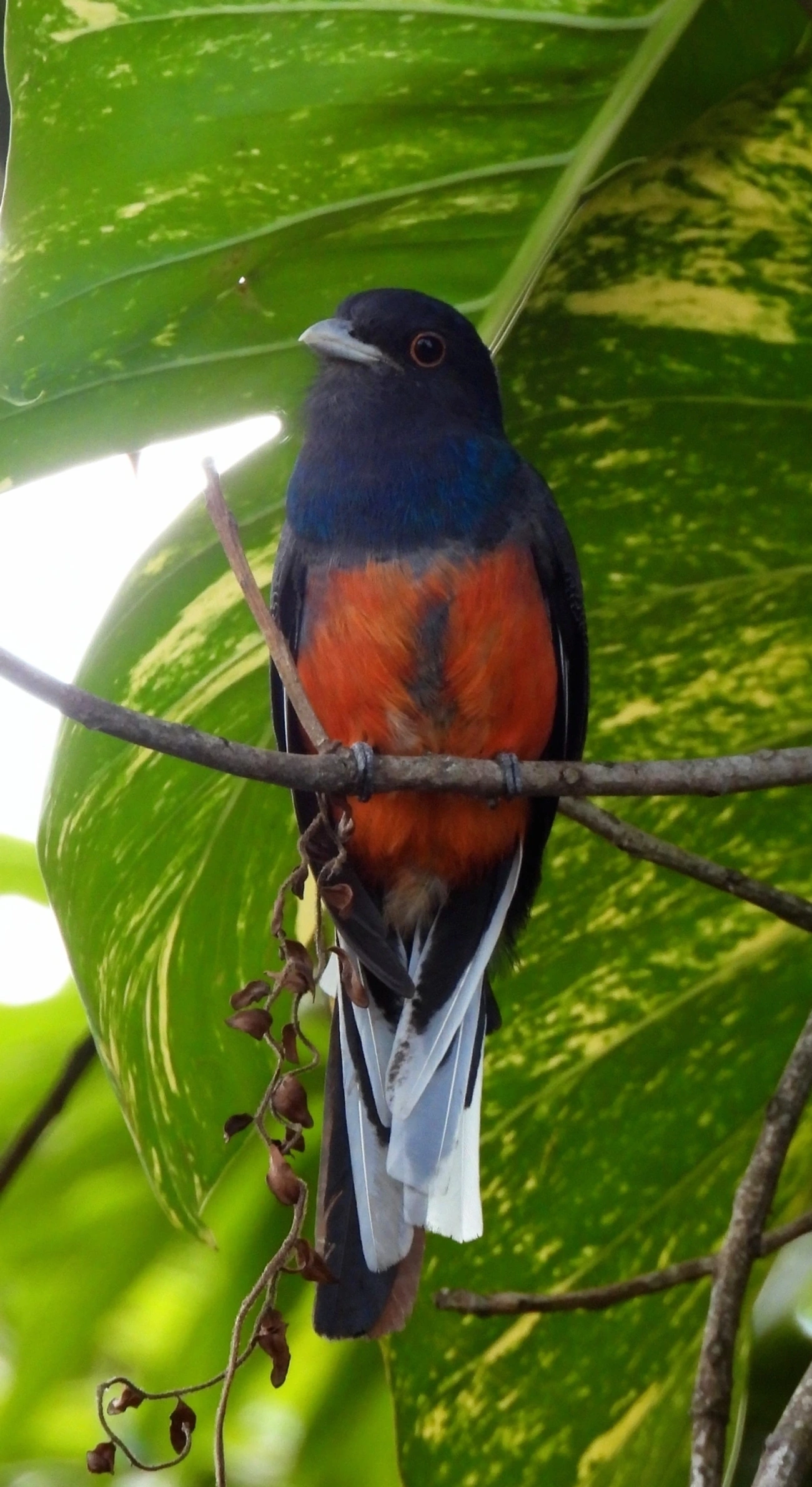 Surucuá-variado (Trogon surrucura), aves, fotografado em Perequê, Ilhabela