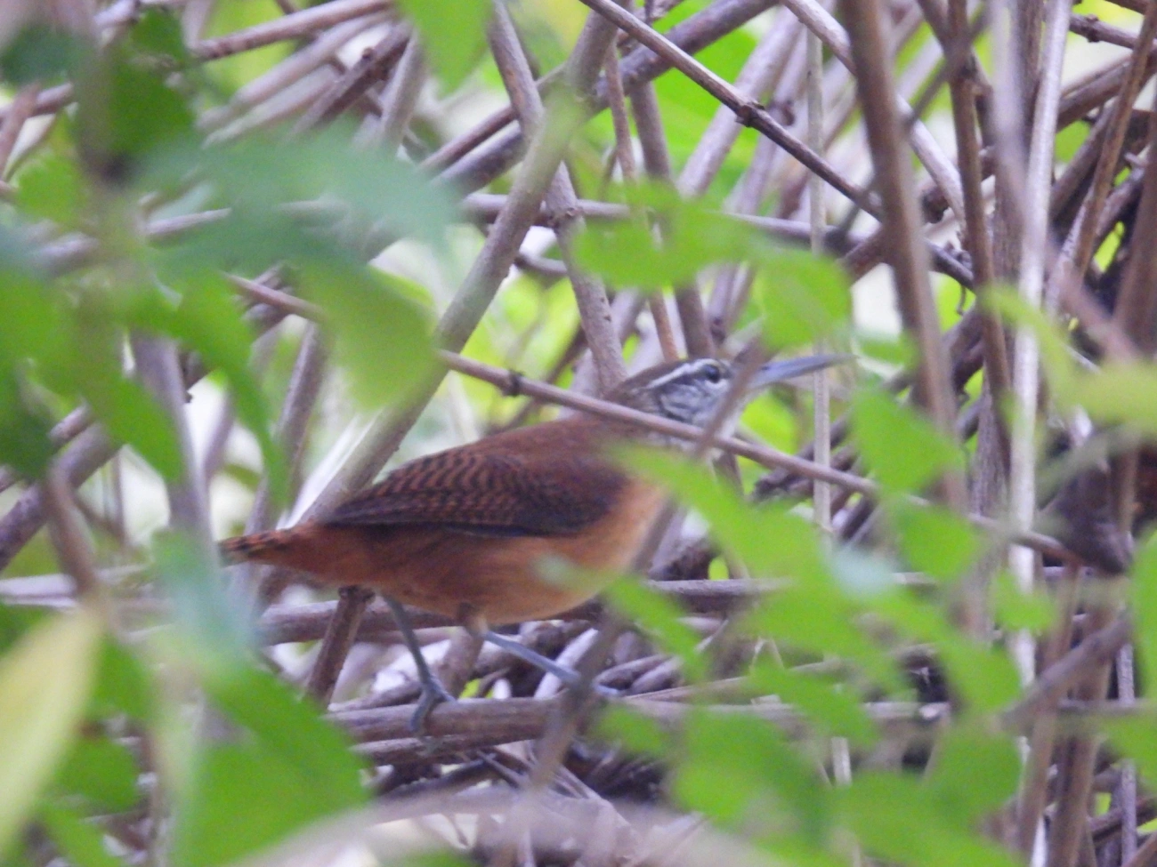Garrinchão-de-bico-grande (Cantorchilus longirostris), aves, fotografado em Maresias, São Sebastião