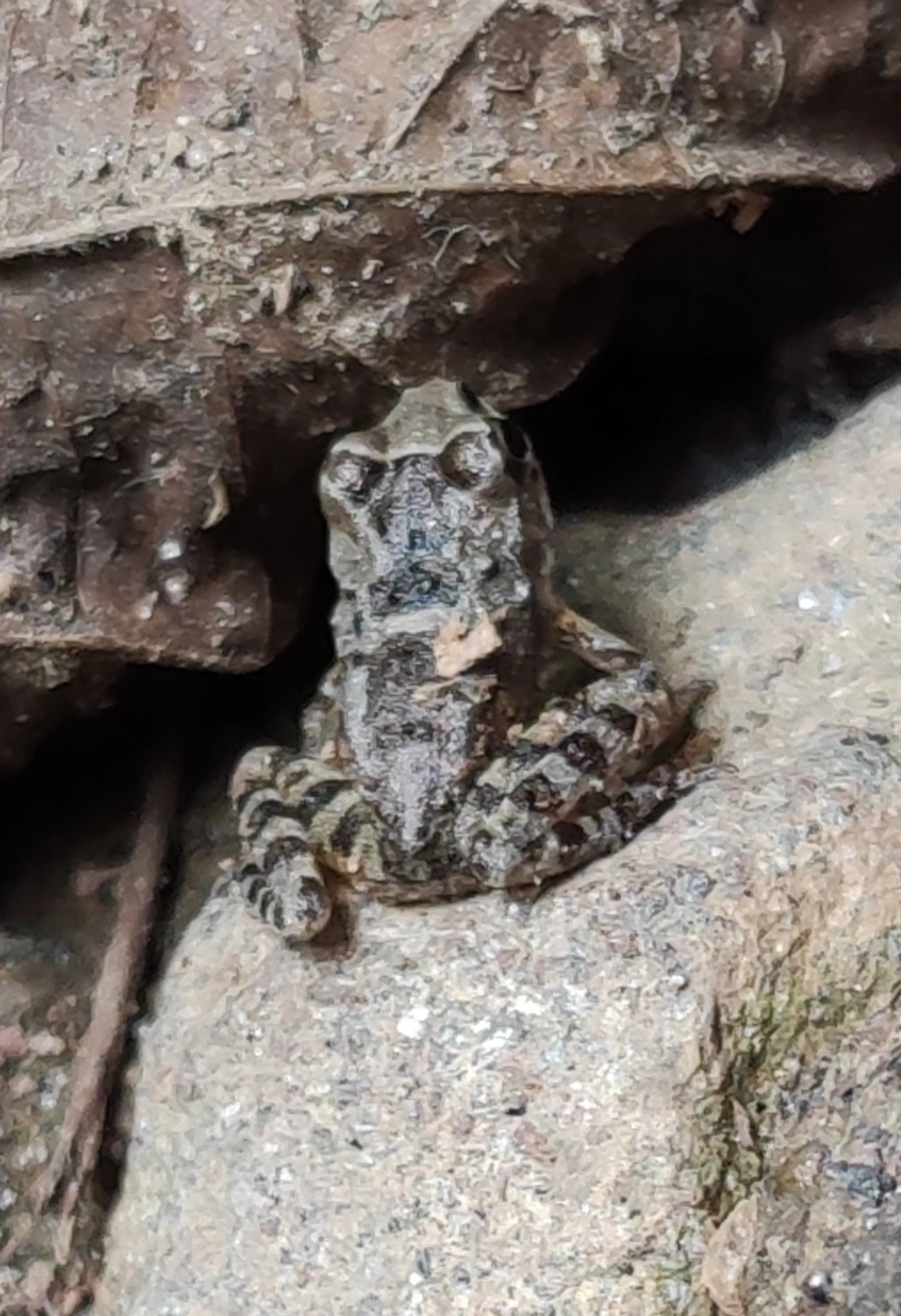Rã-de-pedra (Thoropa taophora), anfíbios, fotografado em Maresias, São Sebastião