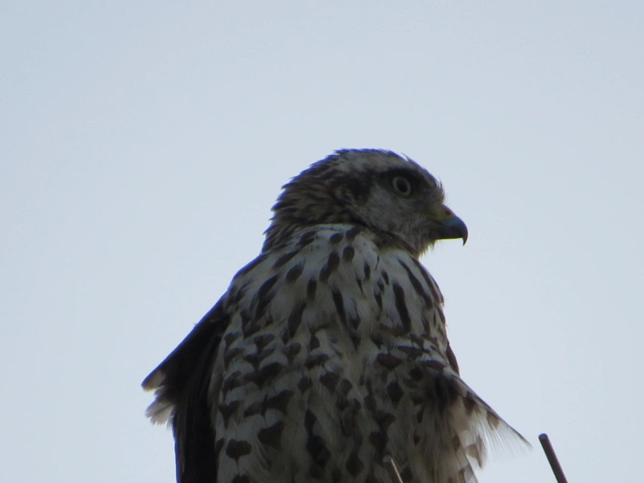 Gavião-carijó (Rupornis magnirostris), aves, fotografado em São Sebastião