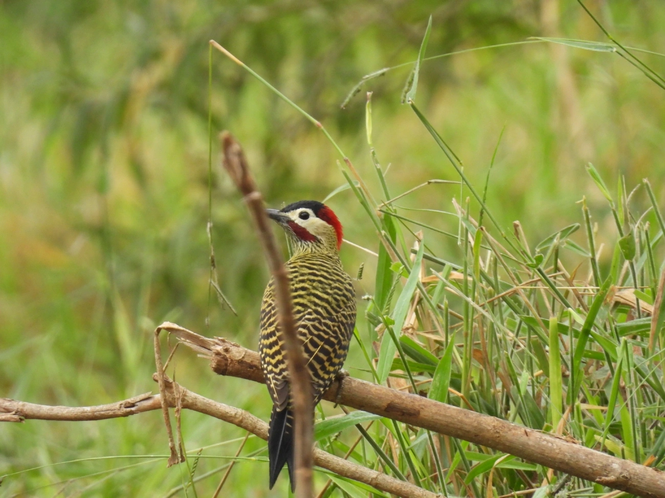Pica-pau-verde-barrado (Colaptes melanochloros), aves, fotografado em Bragança Paulista