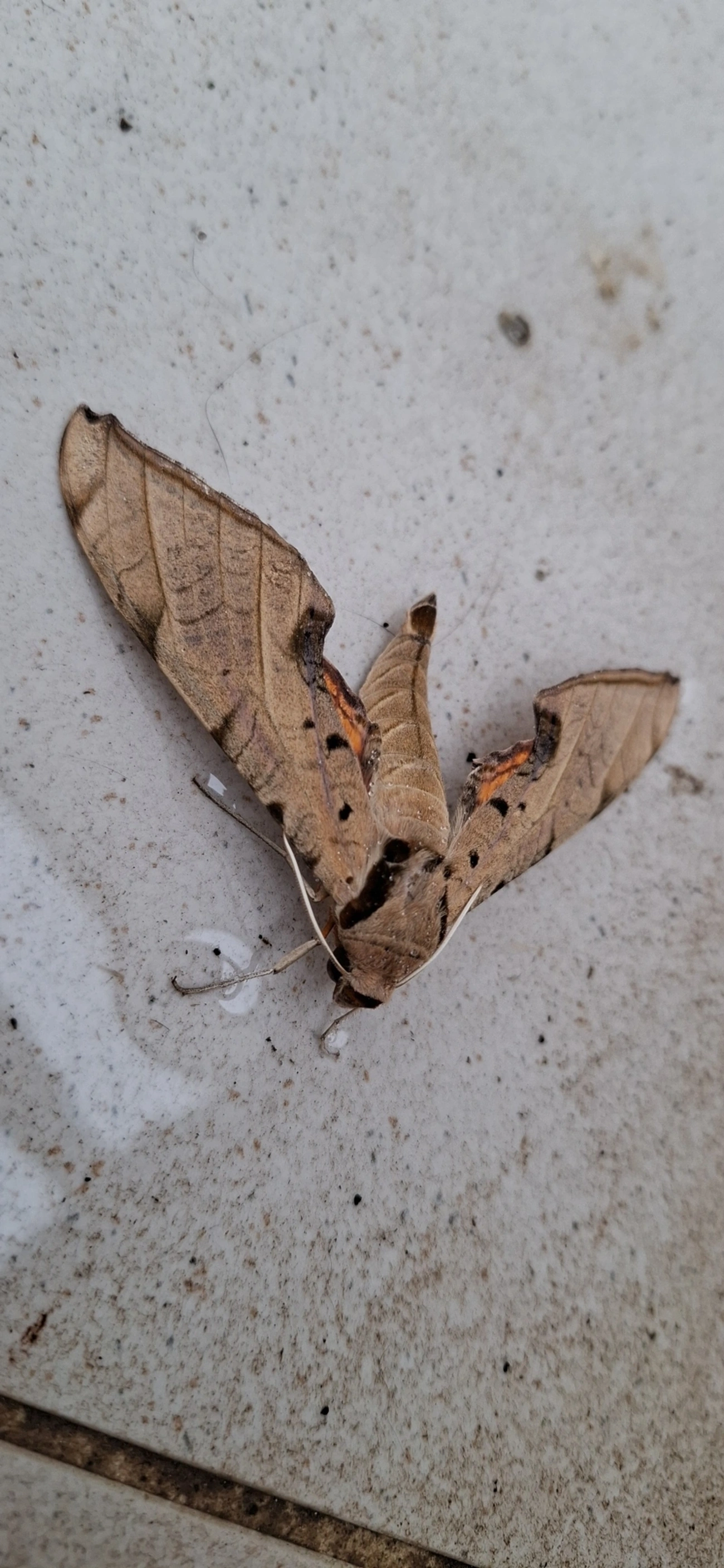 Lagarta-das-Folhas (Protambulyx strigilis), insetos, fotografado em Maresias, São Sebastião