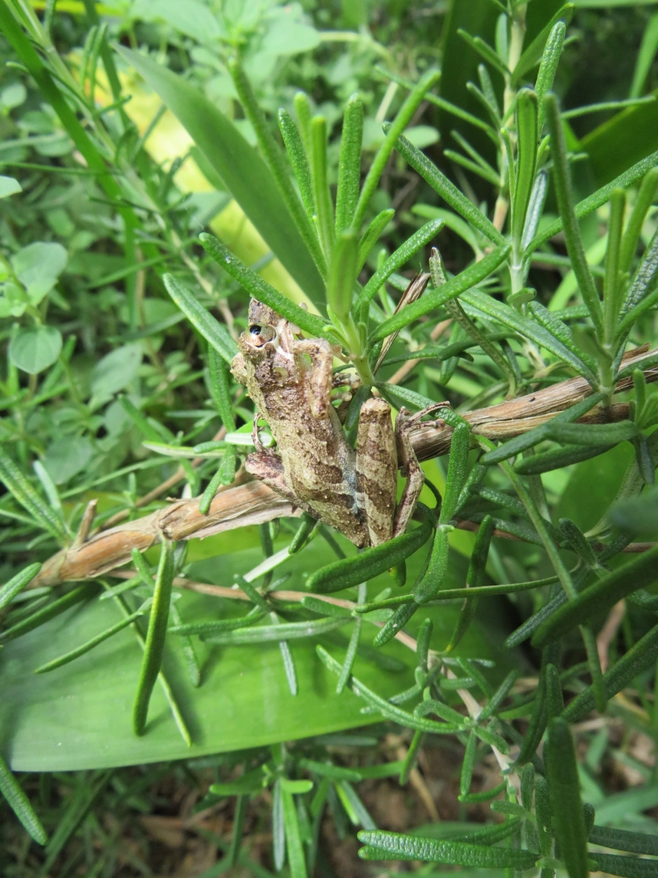 Sapos (Anura), anfíbios, fotografado em Maresias, São Sebastião