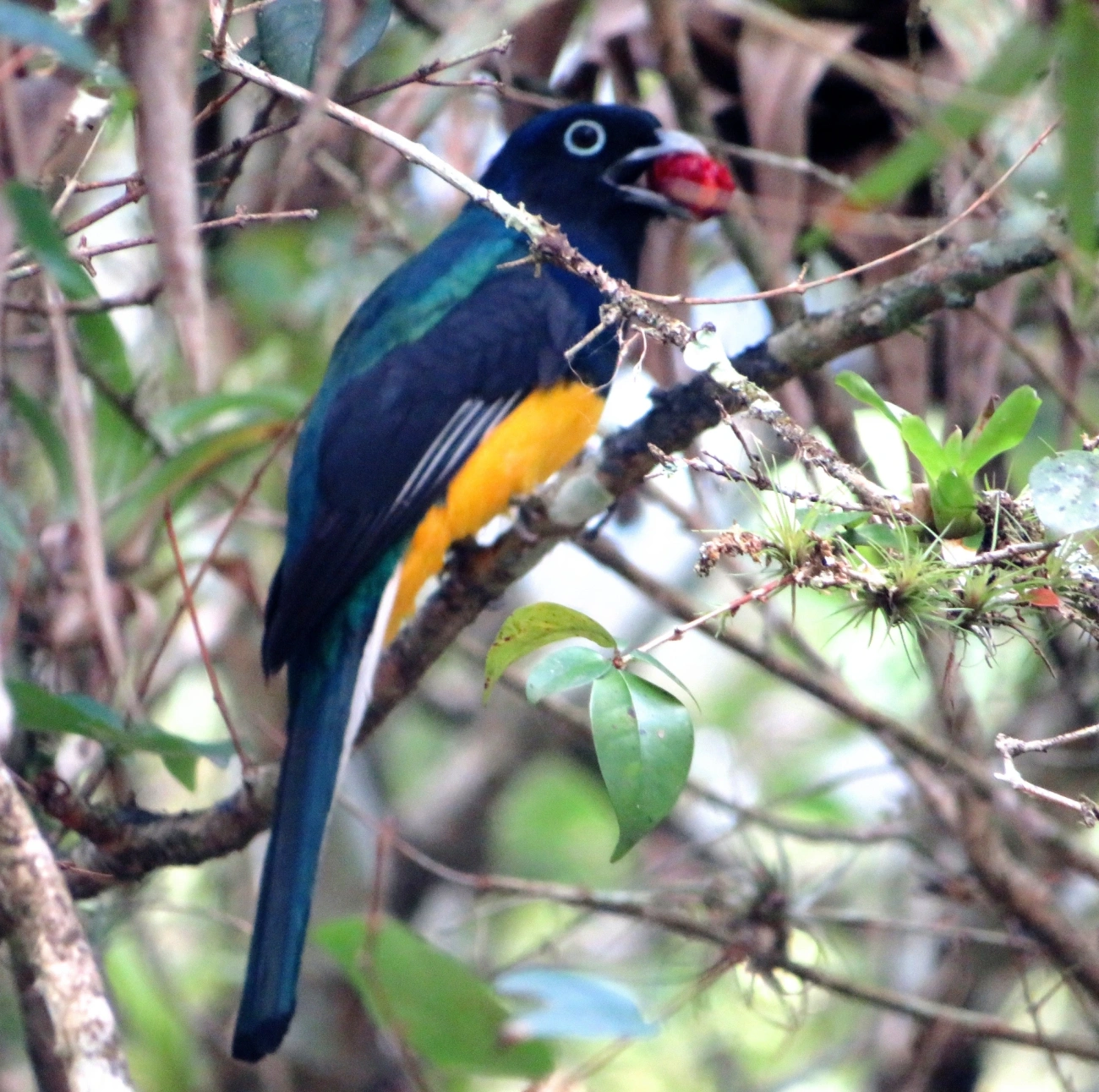 Surucuá-de-barriga-amarela (Trogon viridis), aves, fotografado em Maresias, São Sebastião