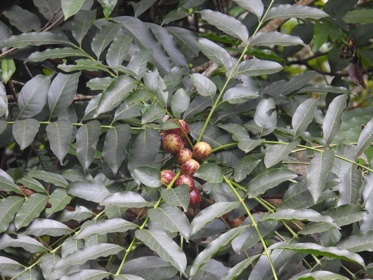 Meliaceae, plantas, fotografado em Cabreúva