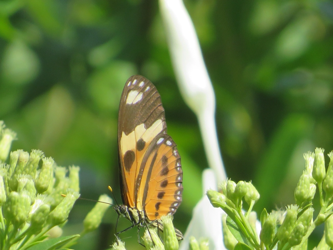 Borboleta-do-maracujá (Eueides isabella), insetos, fotografado em Maresias, São Sebastião