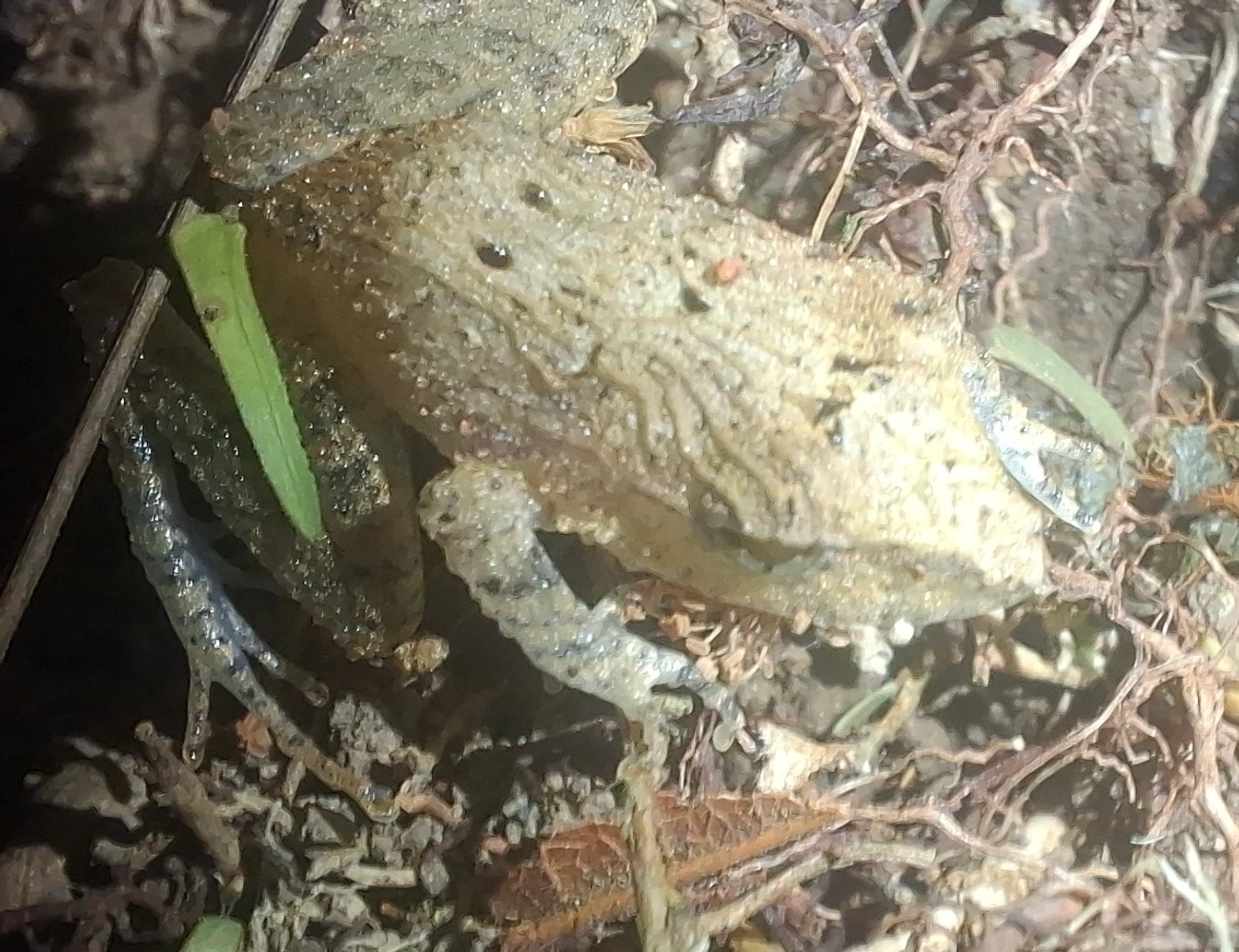 Haddadus, anfíbios, fotografado em Queluz