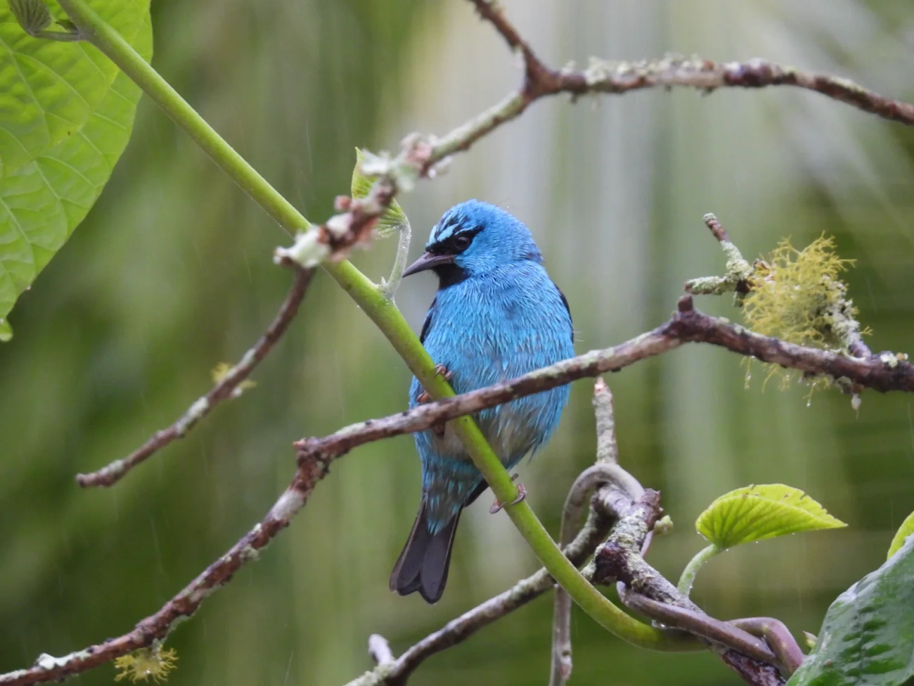 Saí-azul (Dacnis cayana), aves, fotografado em Maresias, São Sebastião