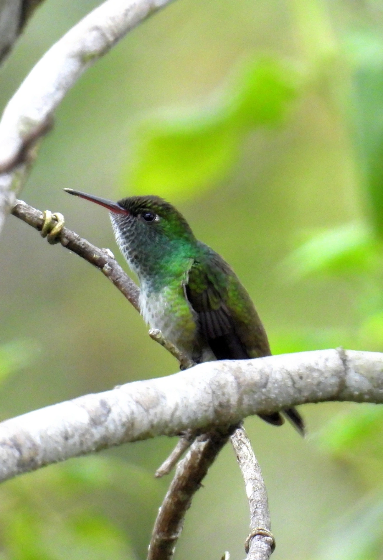 Beija-flor-de-banda-branca (Chrysuronia versicolor), aves, fotografado em Perequê, Ilhabela
