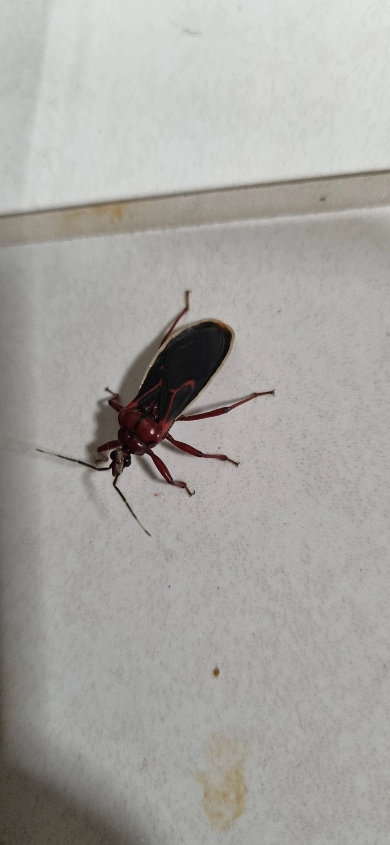 Percevejo-assassino (Brontostoma trux), insetos, fotografado em Maresias, São Sebastião