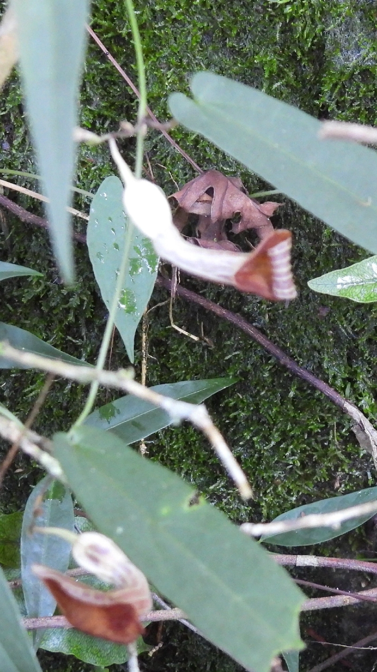Plantas (Plantae), plantas, fotografado em Queluz