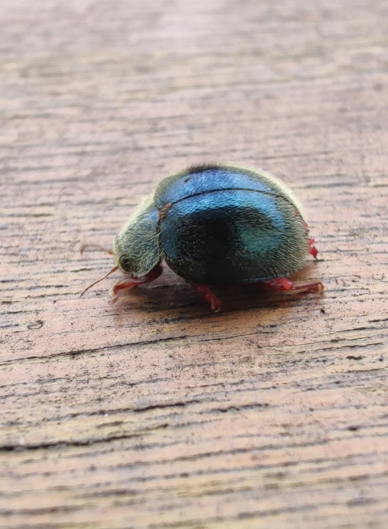 Poria, insetos, fotografado em Maresias, São Sebastião