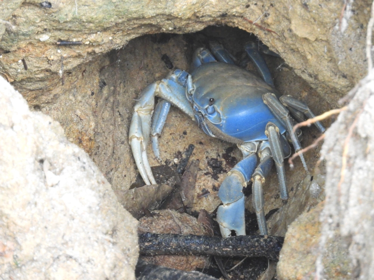 Guaiamum (Cardisoma guanhumi), crustáceos, fotografado em Domingas Dias, Ubatuba