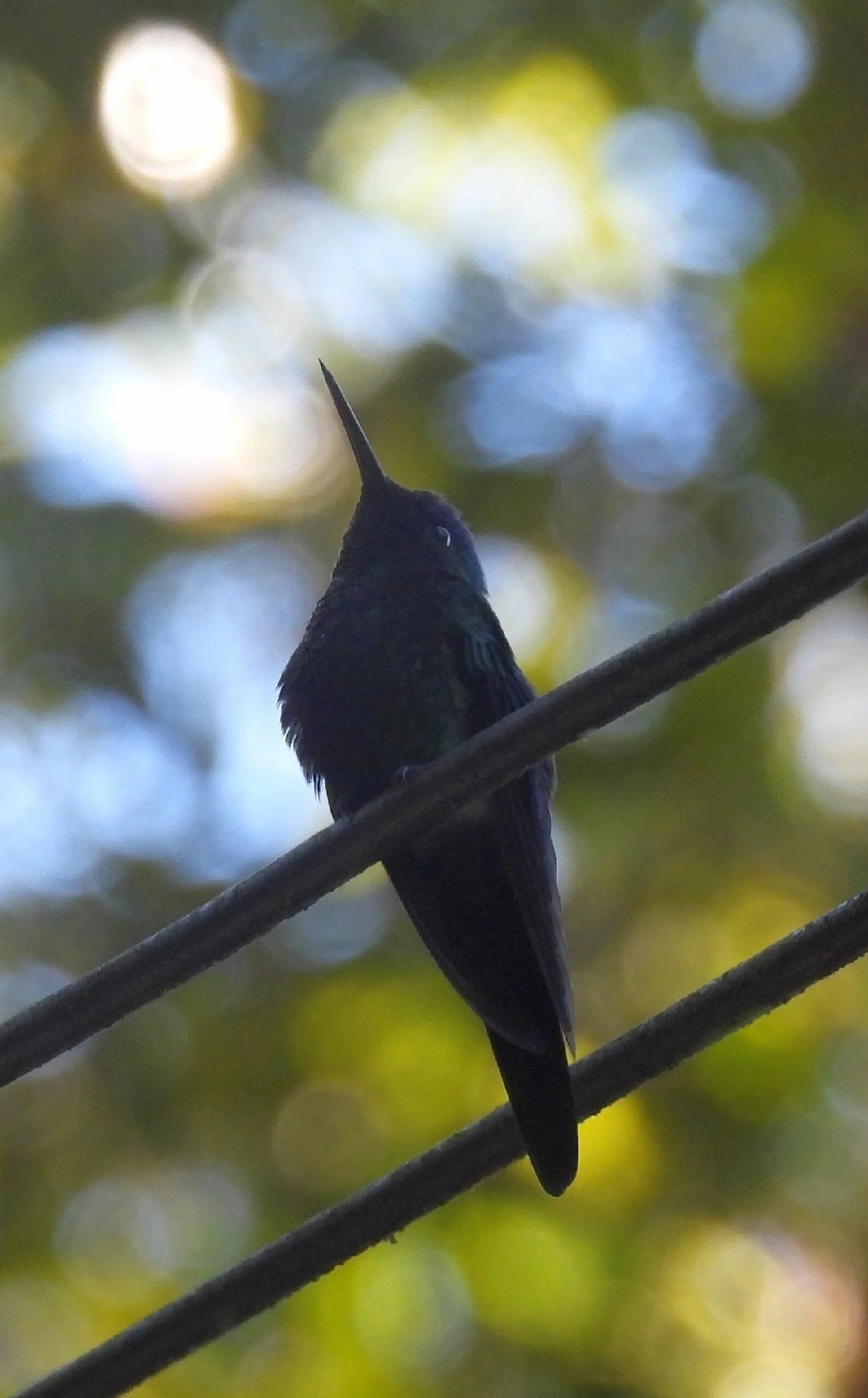 Thalurania, aves, fotografado em Serrinha do Alambari