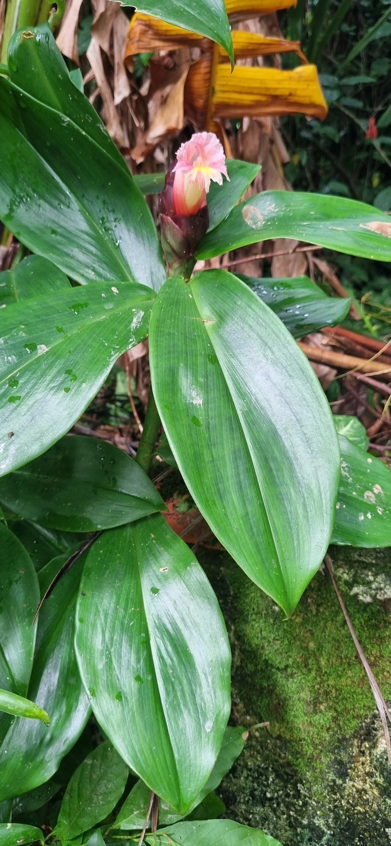 Cana-de-macaco (Costus atlanticus), plantas, fotografado em Maresias, São Sebastião