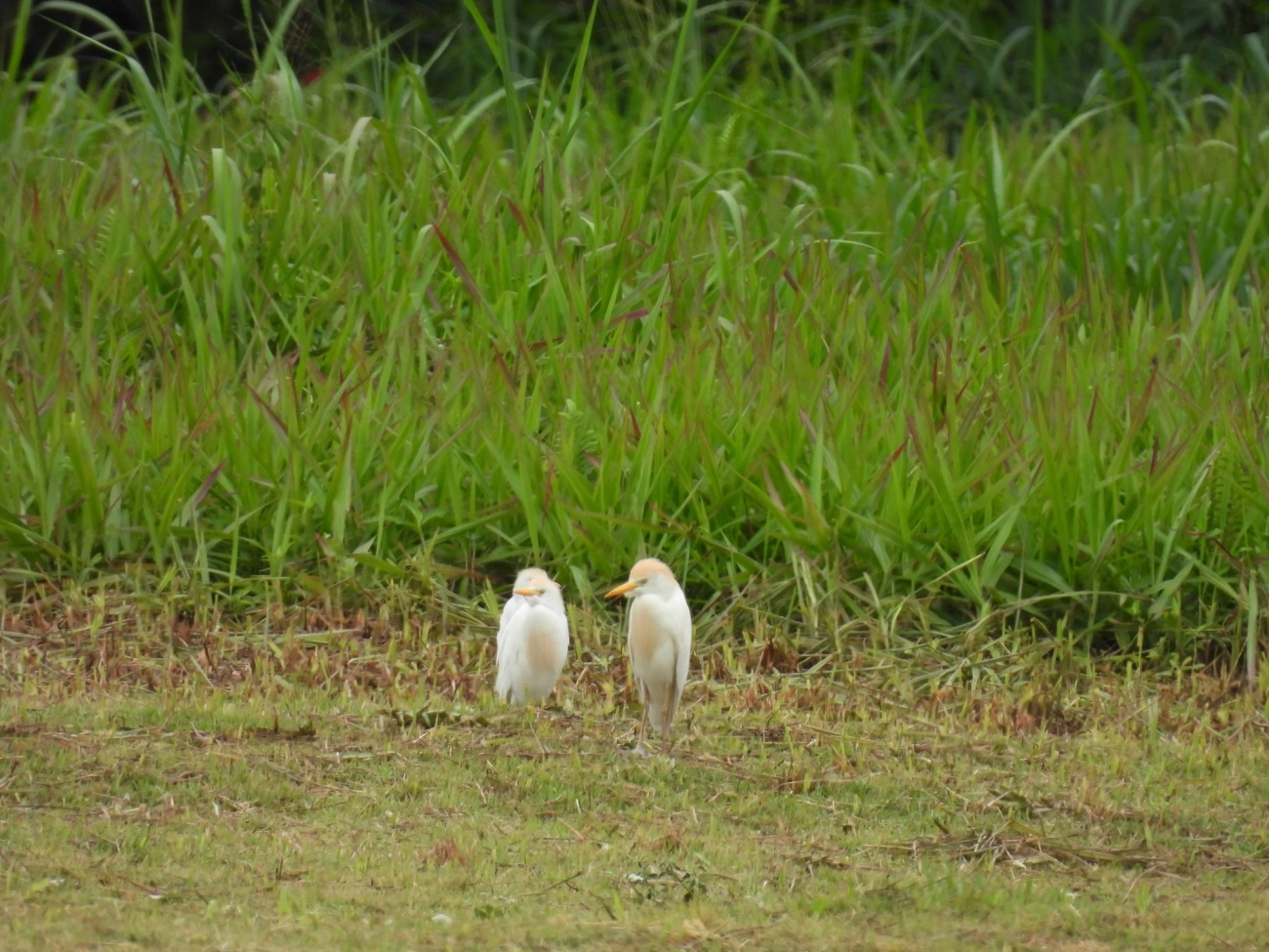 Garça-vaqueira (Ardea ibis), aves, fotografado em Maresias, São Sebastião