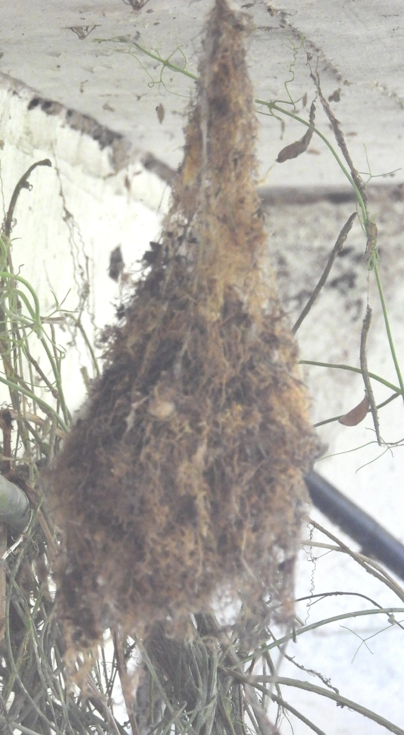 Aves (Aves), aves, fotografado em Queluz