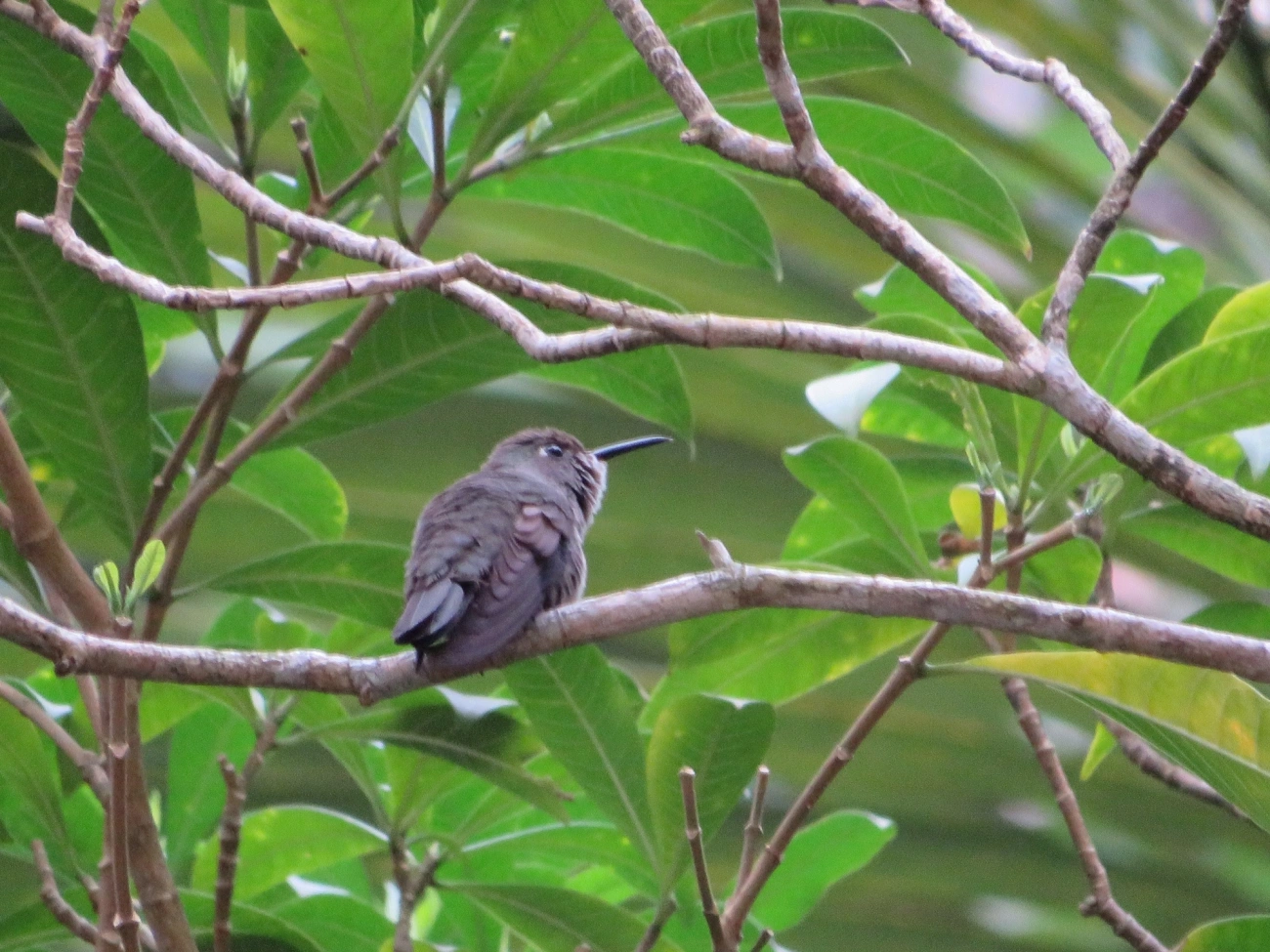 Beija-flor-cinza (Eupetomena cirrochloris), aves, fotografado em Maresias, São Sebastião