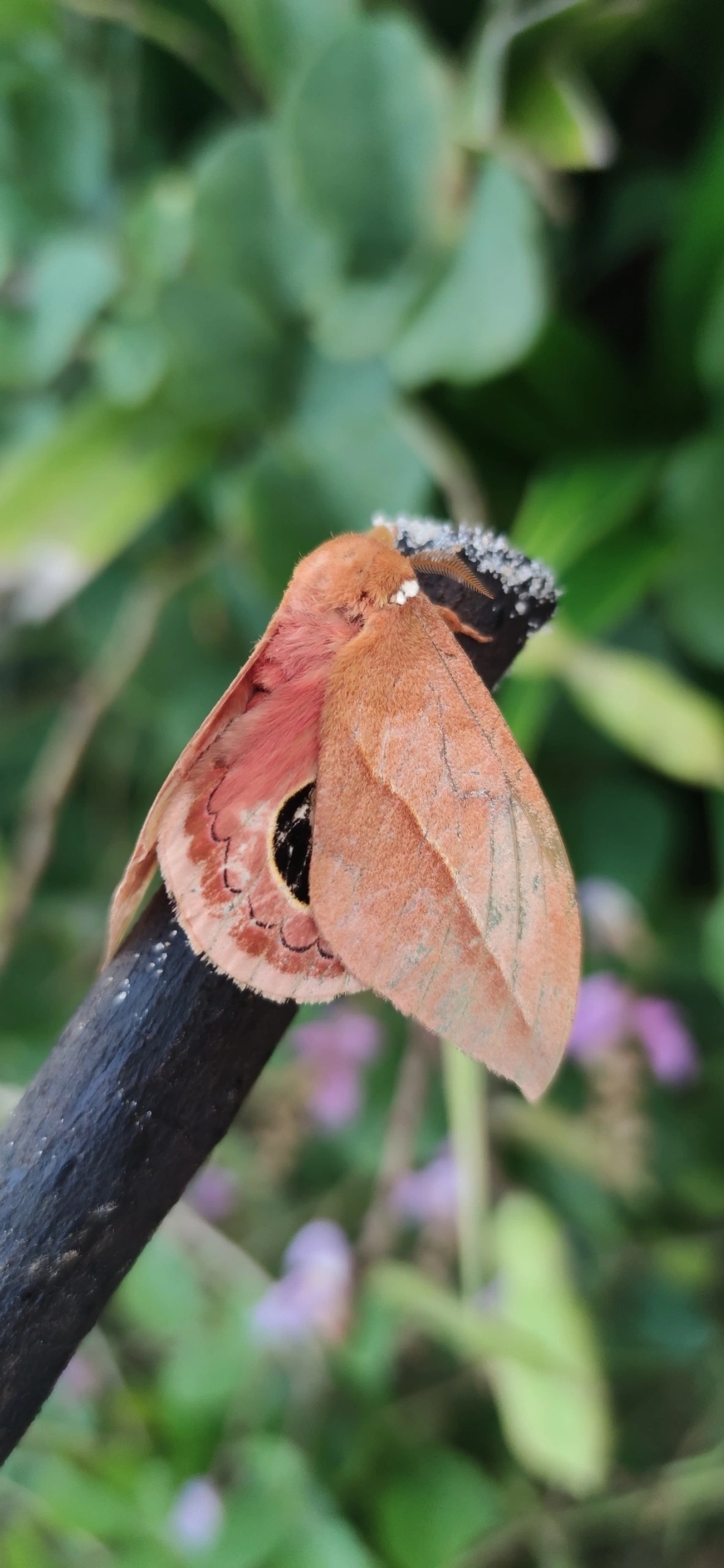 Mariposa-olho-de-coruja (Pseudautomeris brasiliensis), insetos, fotografado em Maresias, São Sebastião