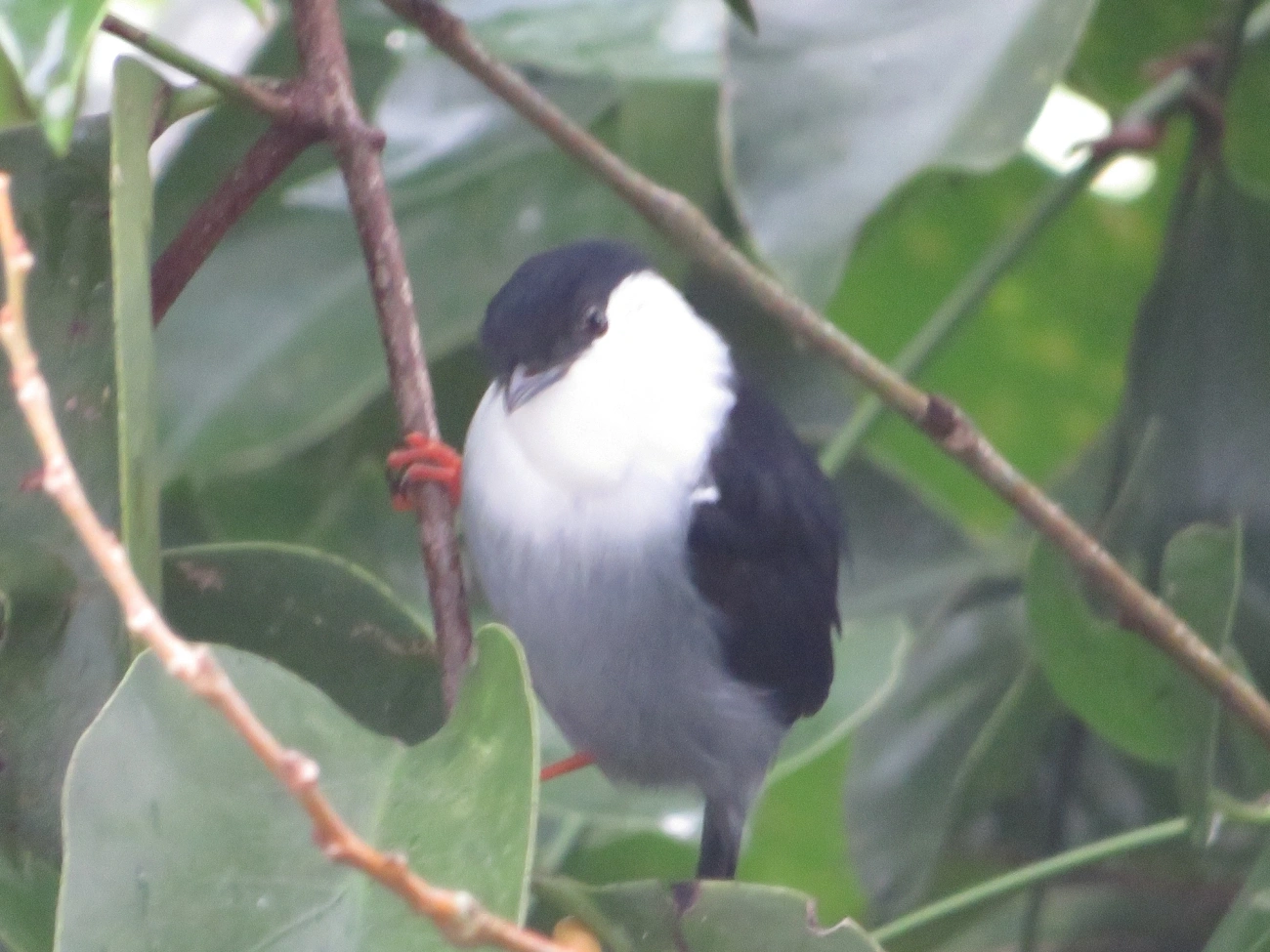 Rendeira (Manacus manacus), aves, fotografado em Maresias, São Sebastião
