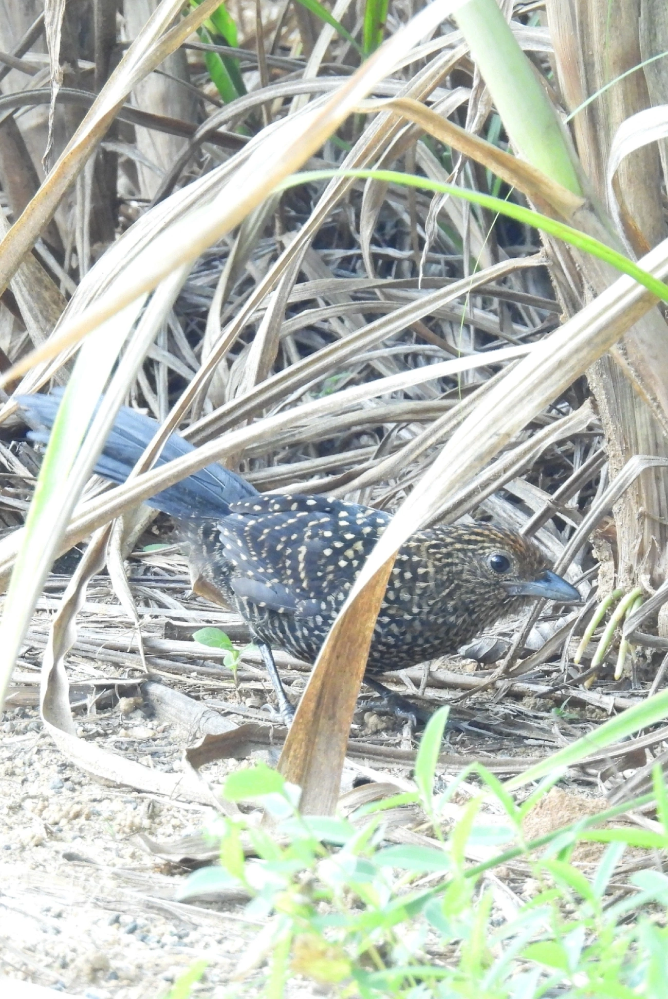 Borralhara-assobiadora (Mackenziaena leachii), aves, fotografado em Queluz