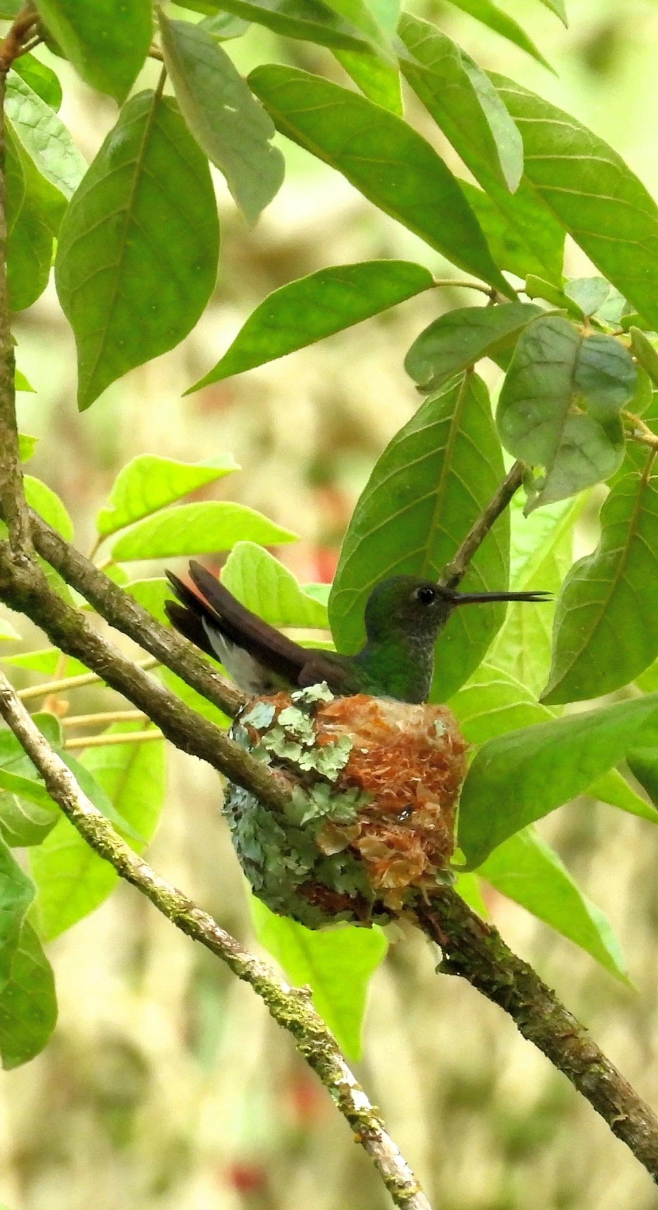 Beija-flor-de-garganta-verde (Chionomesa fimbriata), aves, fotografado em Maresias, São Sebastião