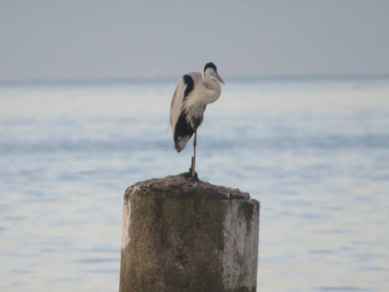 Garça-moura (Ardea cocoi), aves, fotografado em Maresias, São Sebastião