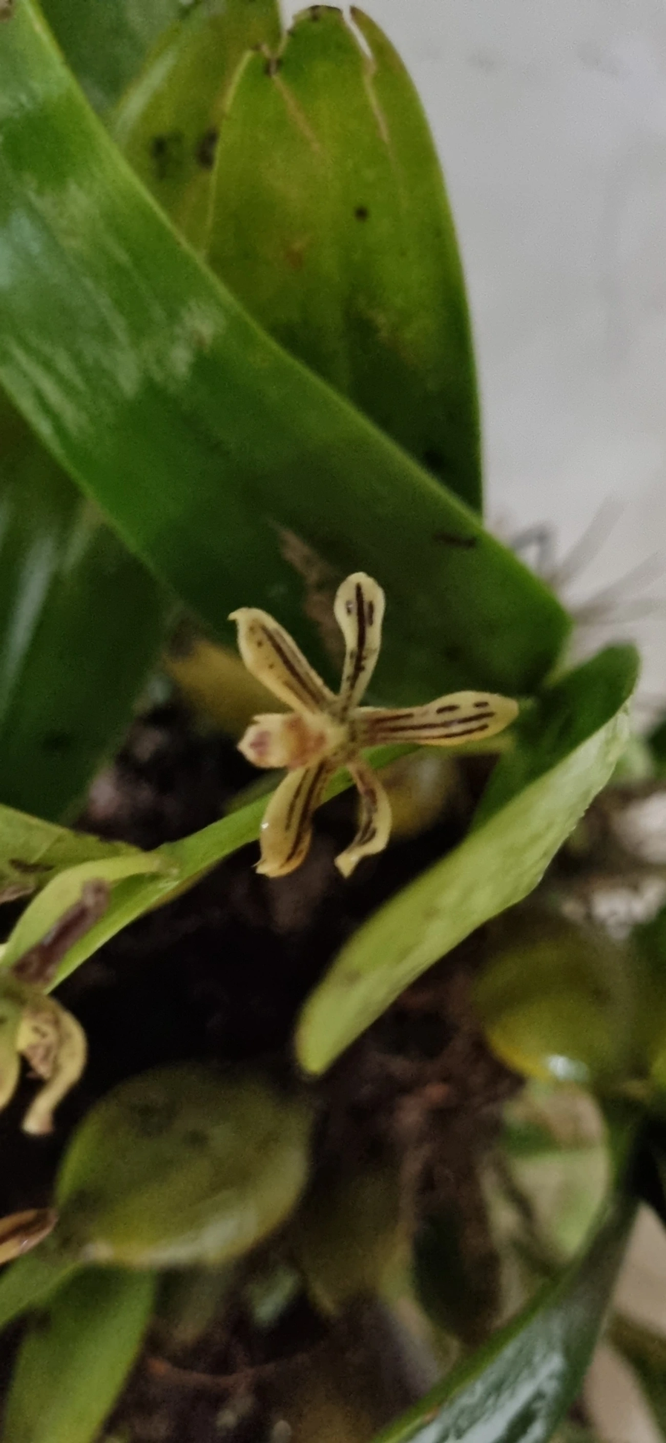 Orquídea-vespa (Prosthechea vespa), plantas, fotografado em Maresias, São Sebastião
