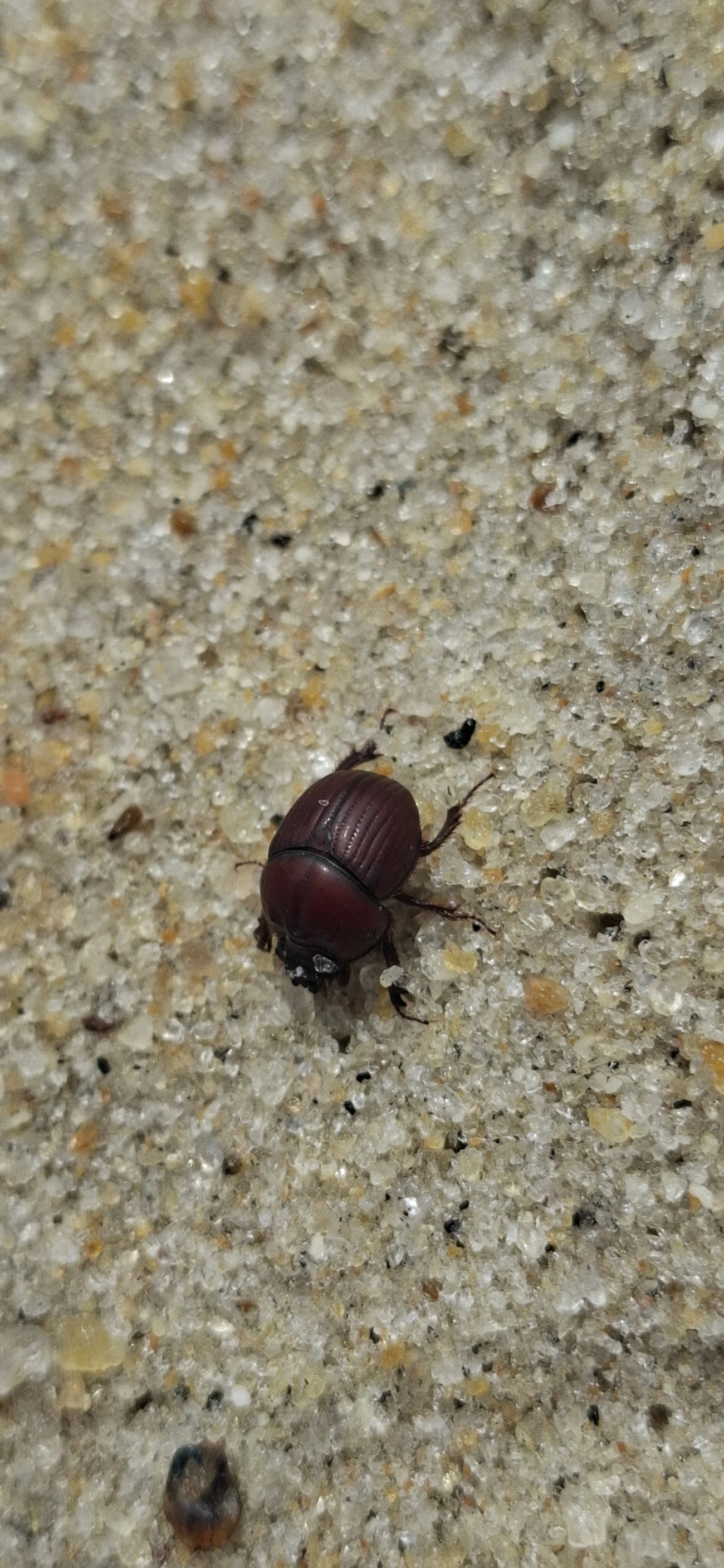 Scarabaeoidea, insetos, fotografado em Maresias, São Sebastião