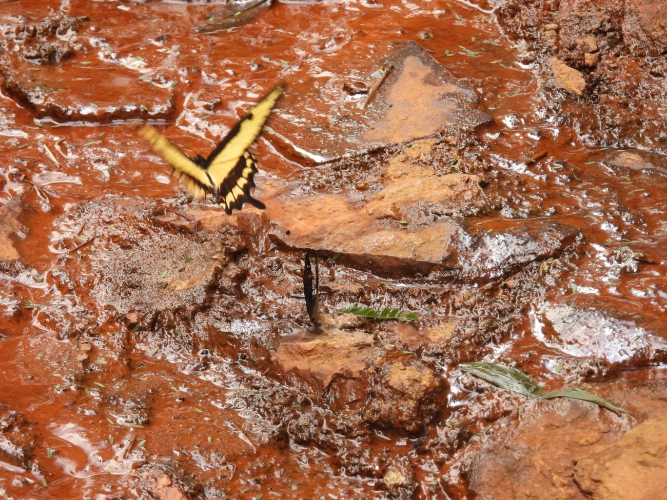 Rabo-de-andorinha-de-faixa-larga (Heraclides astyalus), insetos, fotografado em Cabreúva