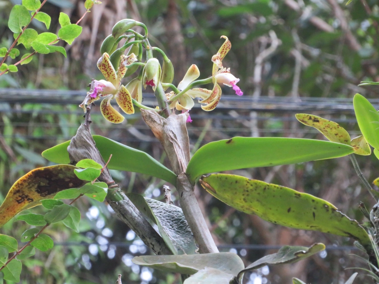 Catleia-gutata (Cattleya guttata), plantas, fotografado em São Sebastião
