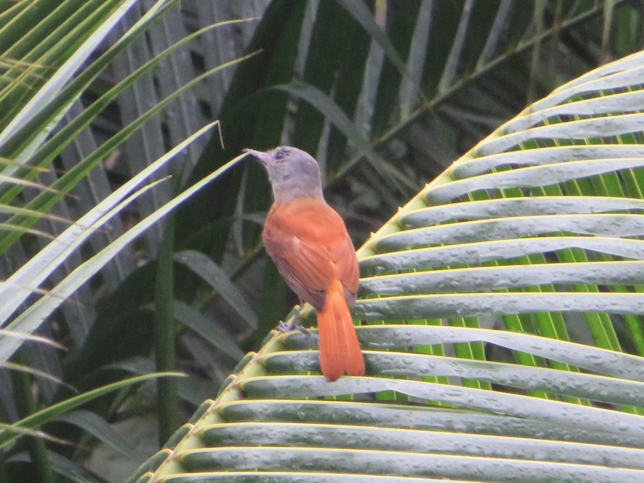 Capitão-de-saíra (Attila rufus), aves, fotografado em Maresias, São Sebastião