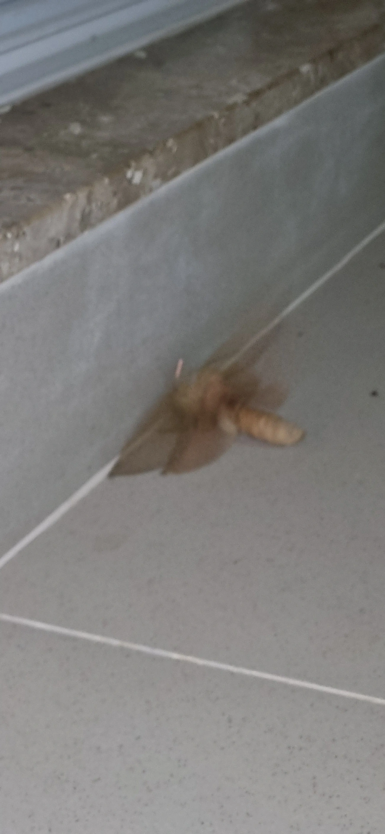Mariposa-fantasma (Trichophassus giganteus), insetos, fotografado em Maresias, São Sebastião