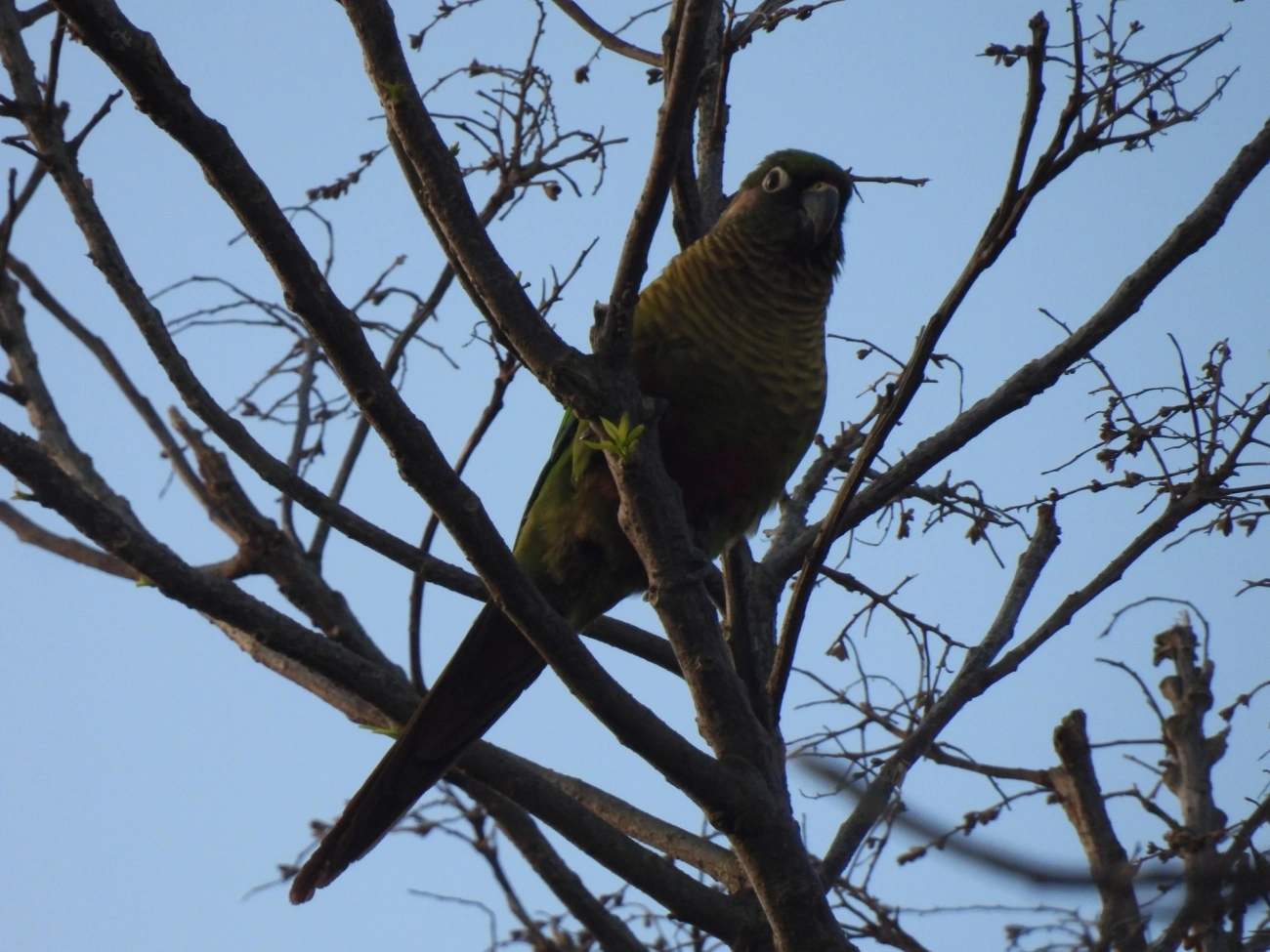 Tiriba-de-testa-vermelha (Pyrrhura frontalis), aves, fotografado em Borrifos, Ilhabela