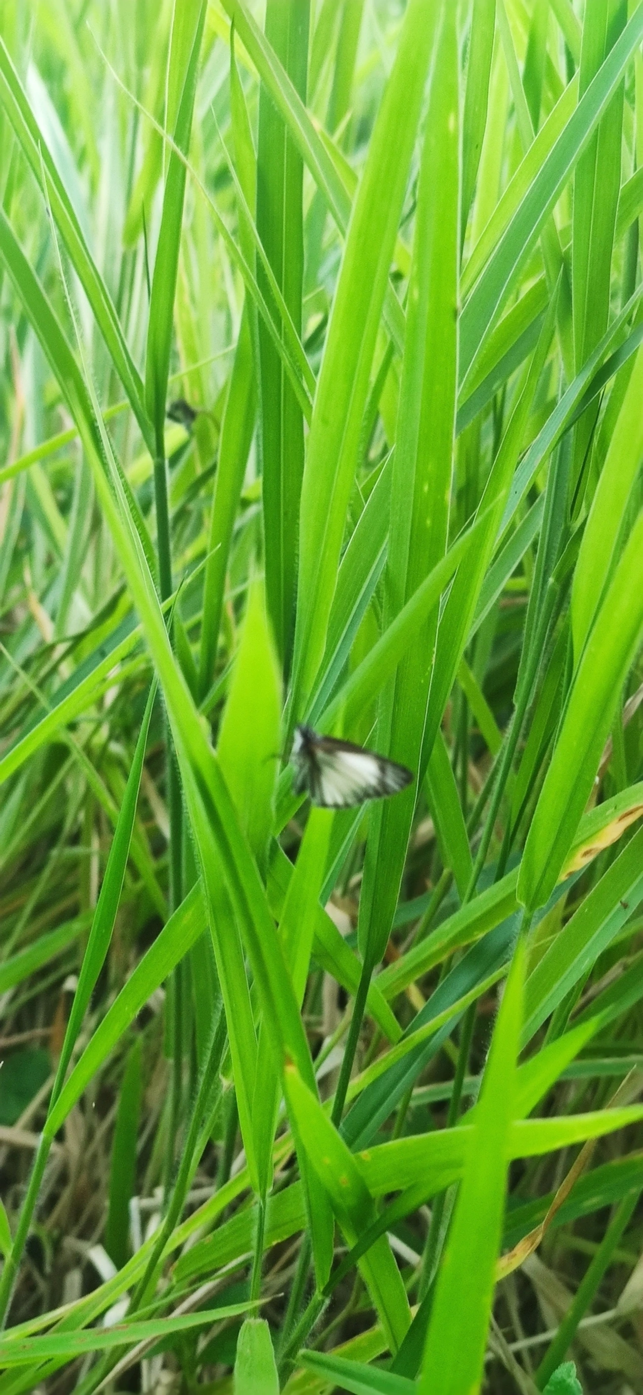 Hespéria-branca-nervurada (Heliopetes arsalte), insetos, fotografado em Maresias, São Sebastião