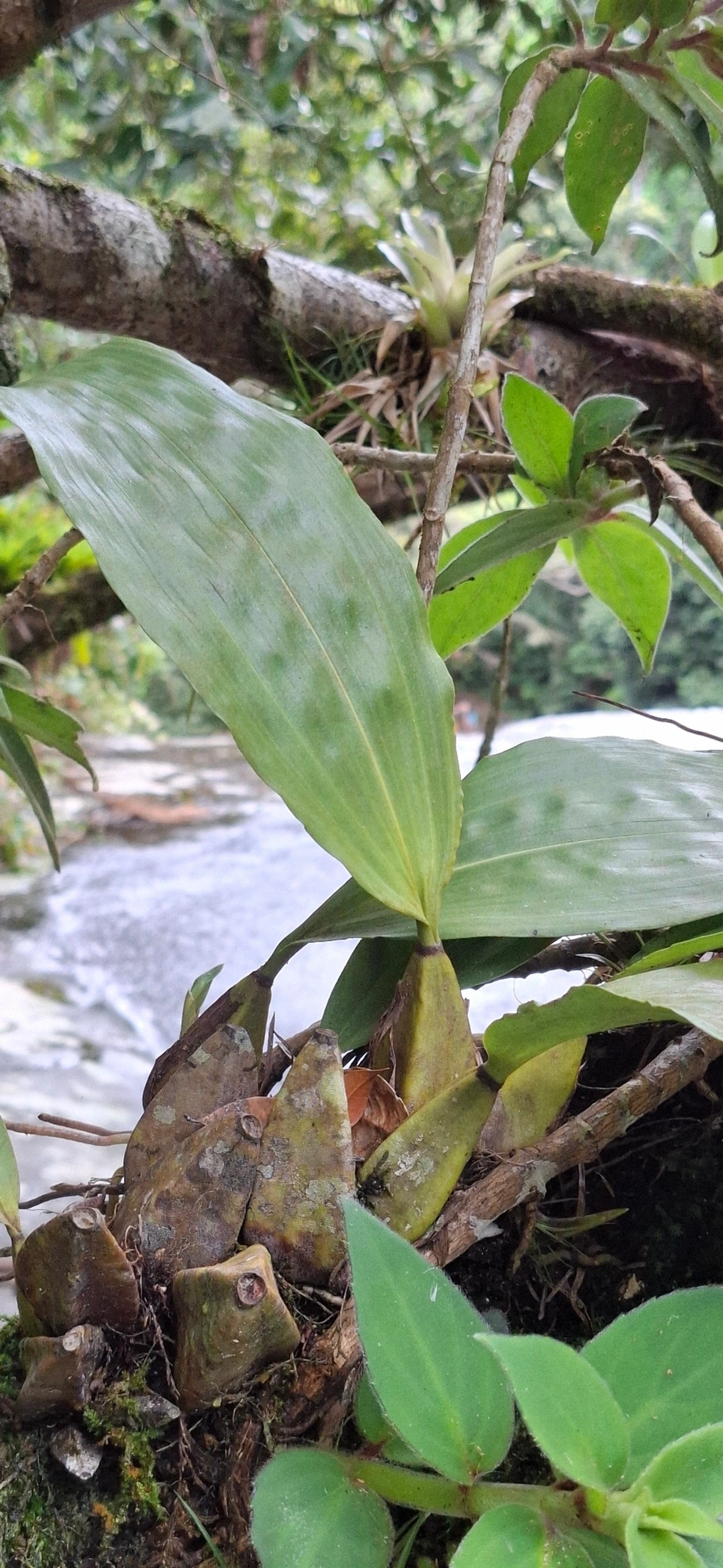 Bifrenaria, plantas, fotografado em São Sebastião