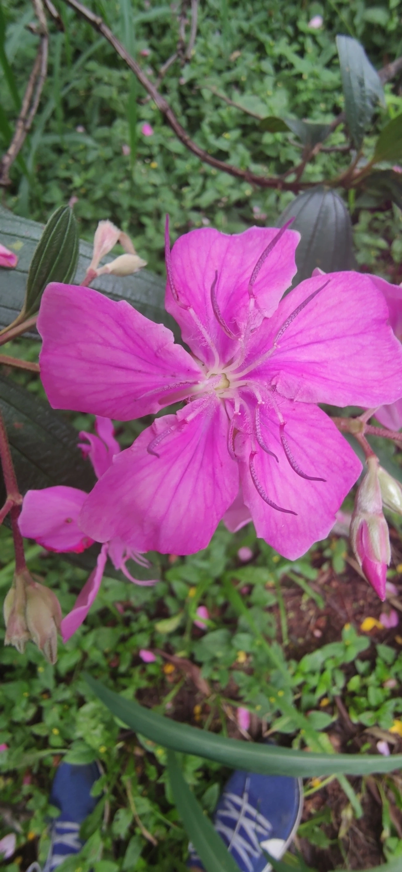 Manacá-da-serra (Pleroma mutabile), plantas, fotografado em R. Acurui, São Paulo