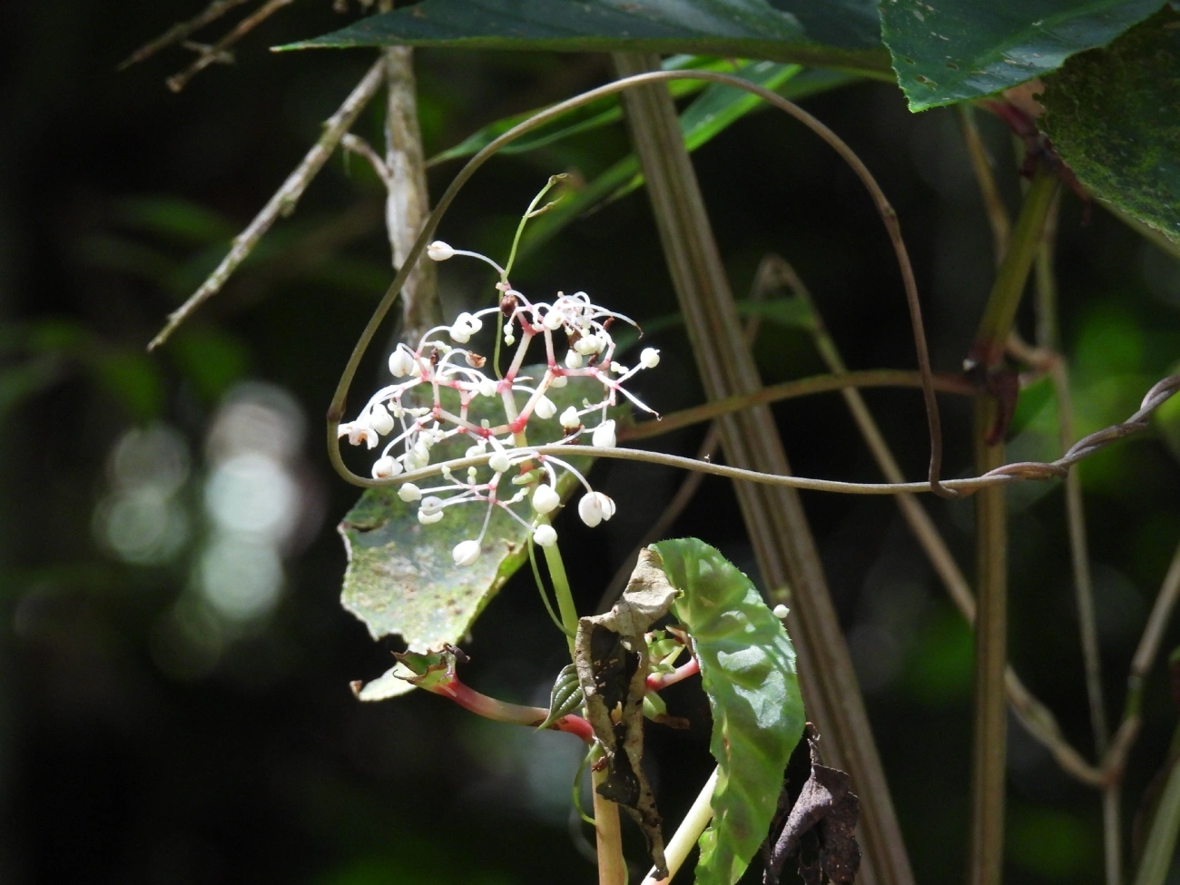 Begônias (Begonia), plantas, fotografado em Queluz