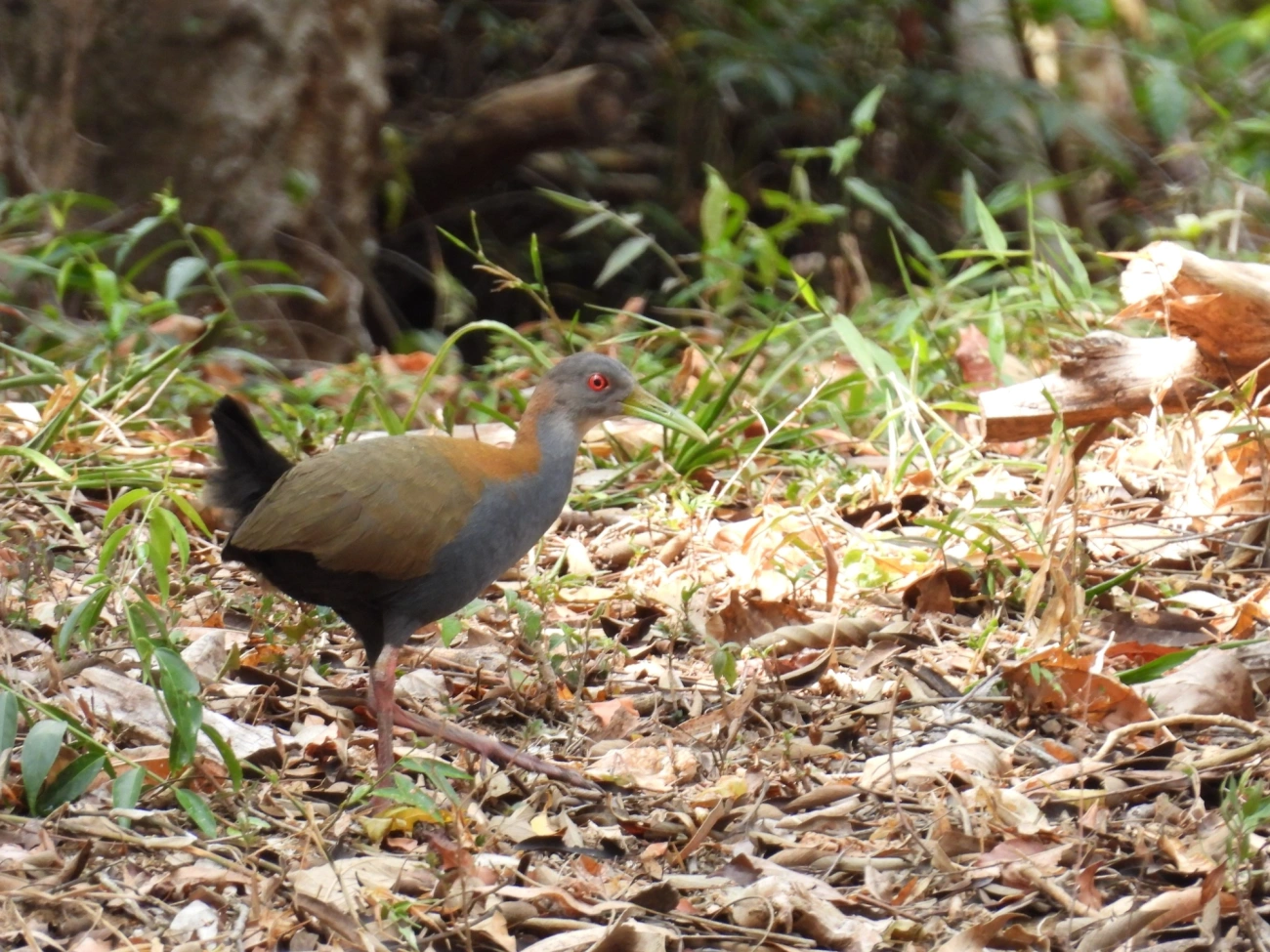 Saracura-do-mato (Aramides saracura), aves, fotografado em Rodovia BR 354, Itamonte