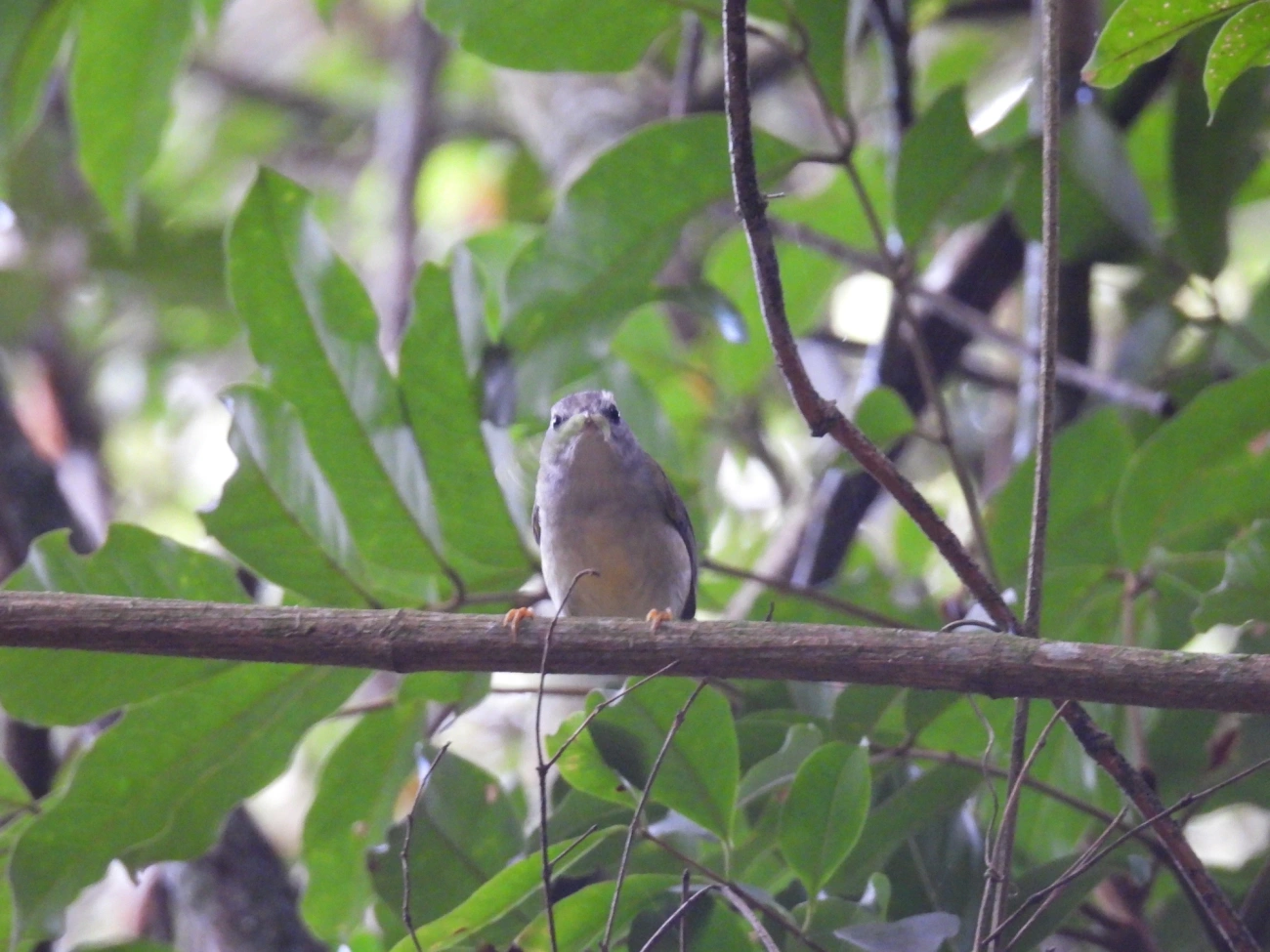 Pula-Pula (Basileuterus culicivorus), aves, fotografado em Cabreúva