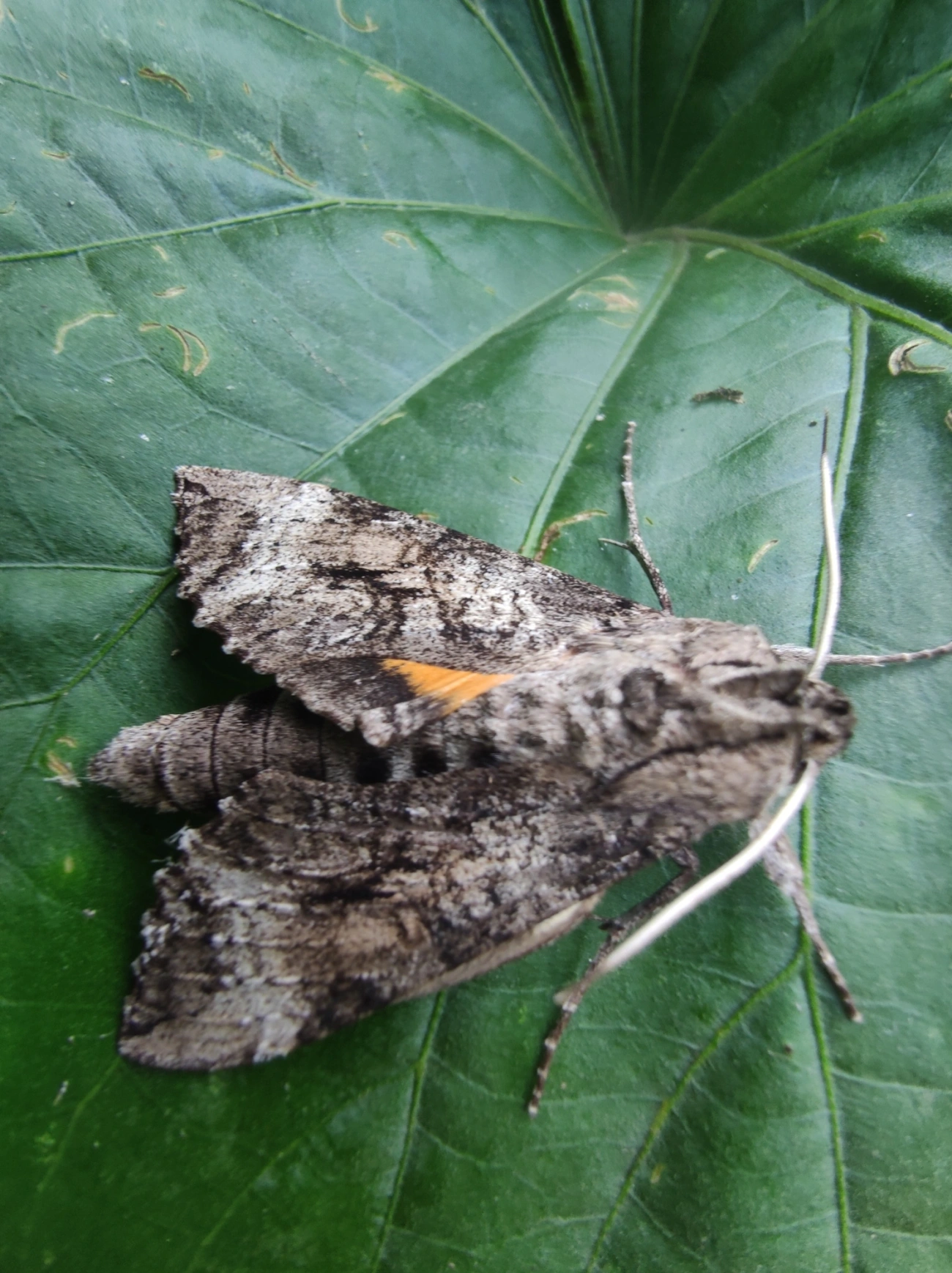 Mariposa-esfinge (Isognathus australis), insetos, fotografado em Maresias, São Sebastião