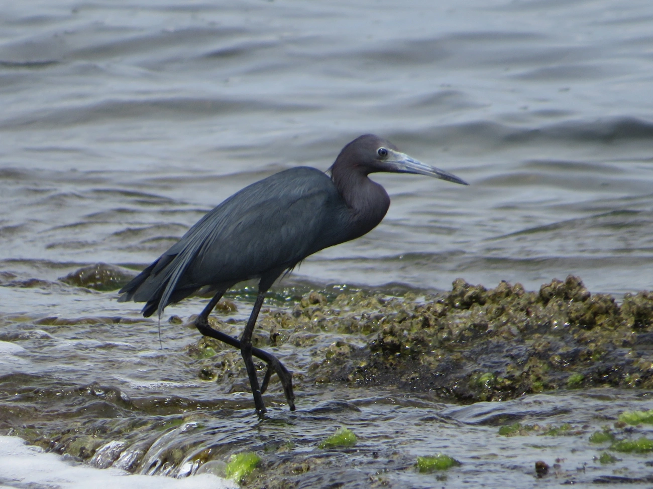 Garça-azul (Egretta caerulea), aves, fotografado em Ilhabela