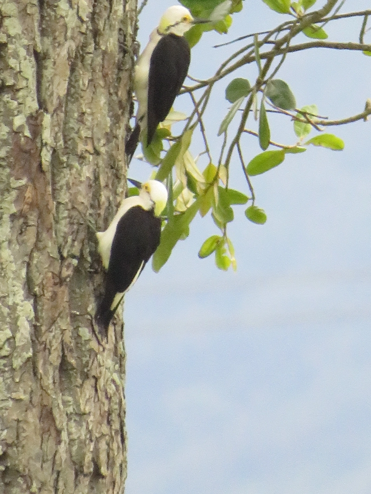 Pica-pau-branco (Melanerpes candidus), aves, fotografado em Maresias, São Sebastião